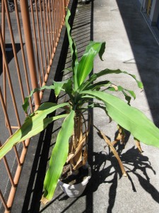 img_0354_m ご神木様 植え替え前