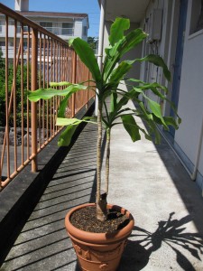 img_0358_m ご神木様 植え替え後