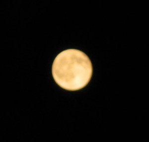moon moon
