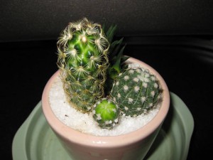 IMG_3066_m IMG_3066_m