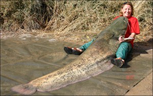 Big-Catfish_682_969419a Big-Catfish_682_969419a