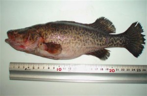 PN2010101901000955.-.-.CI0003