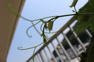 m_IMG_0318