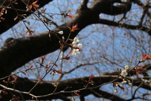m_IMG_4300