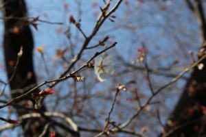 m_IMG_4306