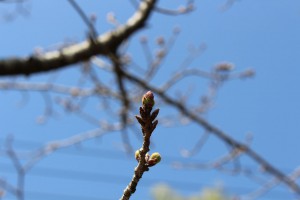 m_IMG_4377