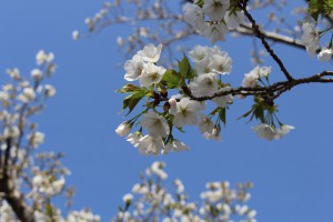 m_IMG_4384