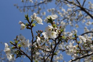 m_IMG_4387
